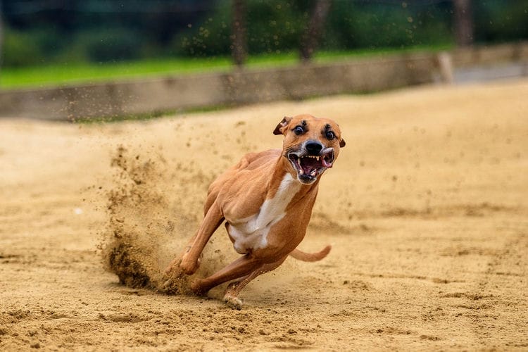 Running Dog Captured by Fast Shutter Speed